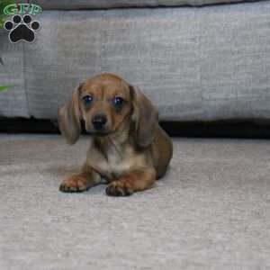 Dottie, Dachshund Puppy